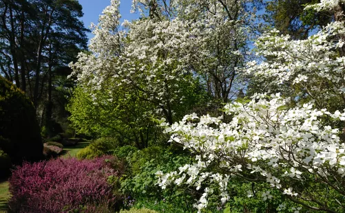 Le printemps florissant