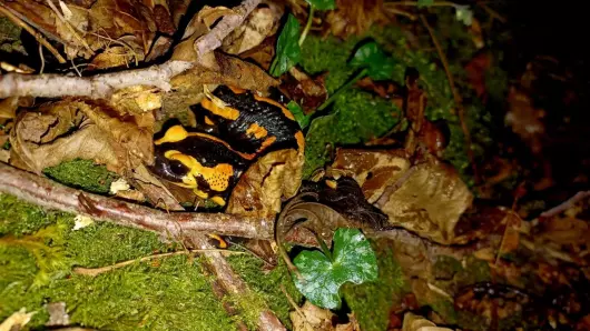 Sur les traces des salamandres