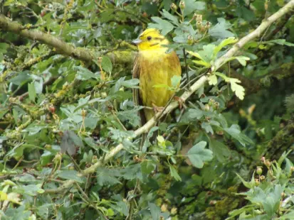 Sorties oiseaux des bords de Loire : Concerts, gazouillis et autres symphonies d’oiseaux