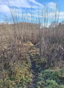 Sur les traces des mammifères de Sainte-Marie