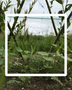 Composer et réaliser un bosquet nourricier - Série Les Ateliers Soin des Plantes