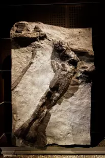 Angeac, Les plus grands dinosaures