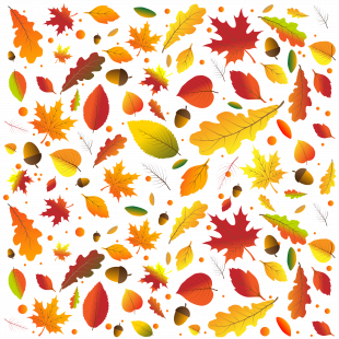 Réalisation d'un herbier