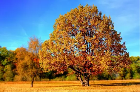 Journée de l’Arbre