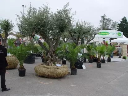 Foire aux Arbres