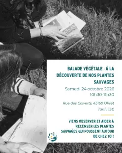 Balade végétale : à la découverte de nos plantes sauvages