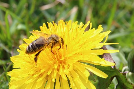Journée apiculture au Domaine du Ciran
