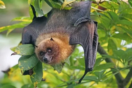 Soirée crépusculaire : les chauves-souris