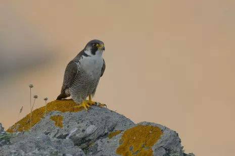 Conférence : La faune en région Centre Val de Loire