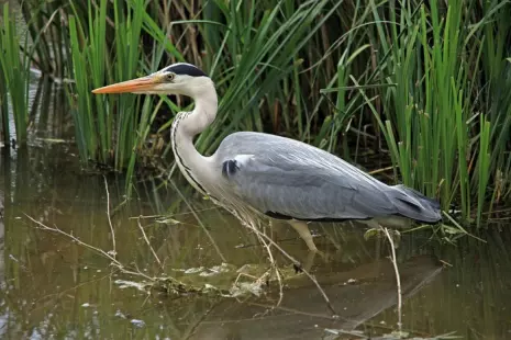 La faune de la Loire avec la Ligue pour la protection des oiseaux