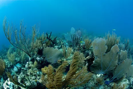 CONFERENCE : A la découverte des mystères de l'océan