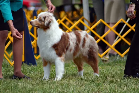 3ème concours national d'agility avec le Club canin briarois