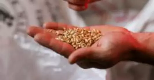 Grainofête d'hiver