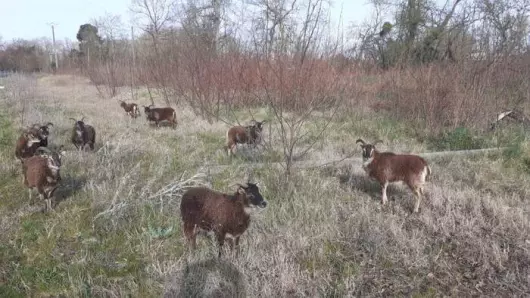 L'écopâturage : des animaux au service de la nature au Parc de Loire