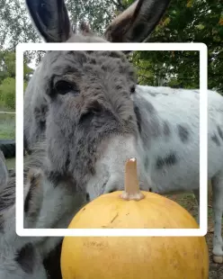 Balade d'Halloween avec les Zânes