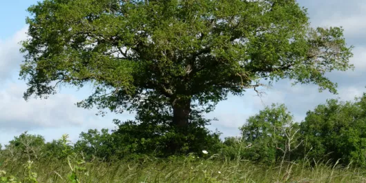 EXPOSITION : L'arbre et la haie, réservoirs de biodiversité