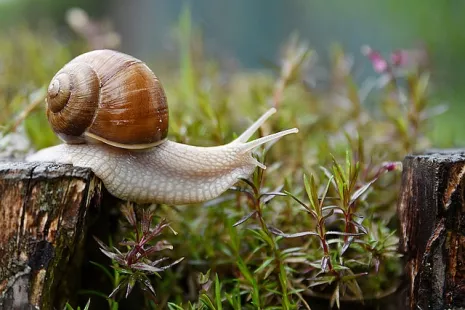 Atelier nature de 3 à 6 ans : Les escargots