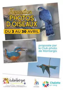 Exposition photos d’oiseaux