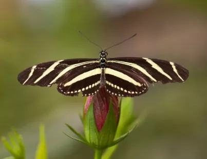 Exposition - Manip'papillon