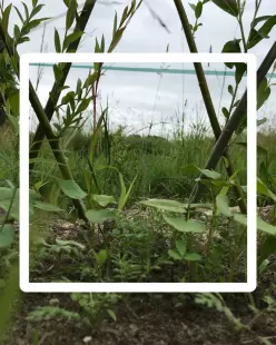Atelier soin des plantes / extraits fermentés