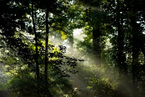 La Fête de l’Arbre