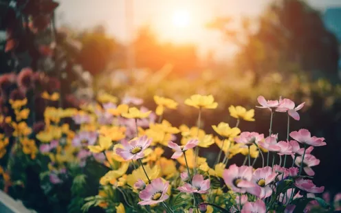 Atelier remède : Stage jardin guérisseur