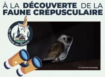 A la découverte de la faune crépusculaire