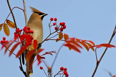 Balade nature : en automne, observons ensemble les oiseaux
