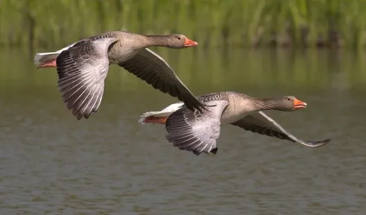 Sortie nature Les oiseaux migrateurs de Loire