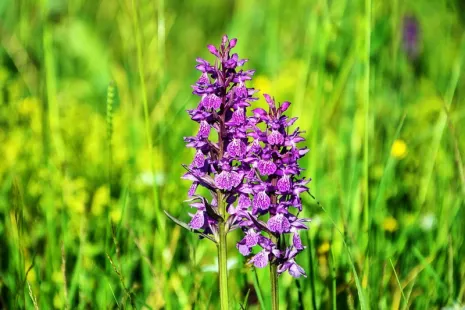 Les belles des prairies : les orchidées sauvages