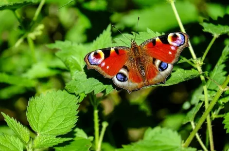 Papillons et petites bêtes de la prairie