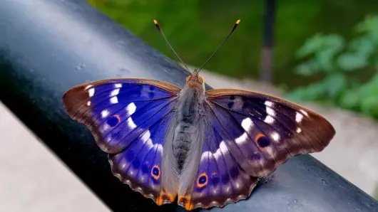 Chasse aux couleurs : papillons et compagnie