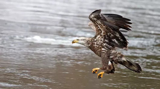 Exposition – Rapaces, seigneurs des airs