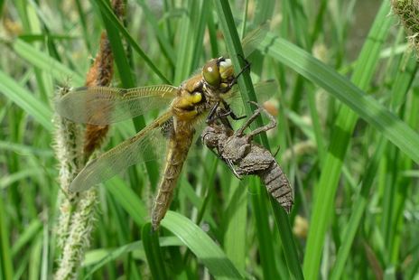 Sortie naturaliste accompagnée : Science participative : à la recherche des libellules de Loire