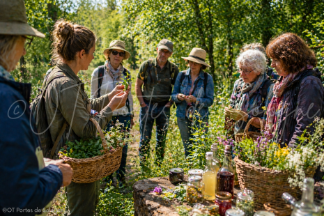Promenade cueillette Préparons les breuvages de nos grands-mères