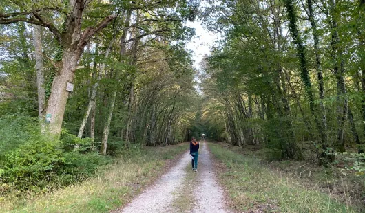 Découvrez la forêt d'Orléans avec l'application Forêts en poche