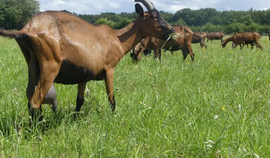 Les chèvres de la Mardelle