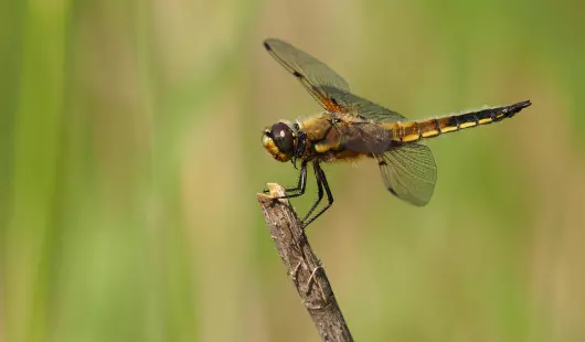 Les sorties nature de l'Atlas de la biodiversité
