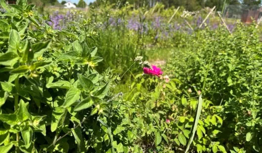 Laeti'tes plantes Buissonnières