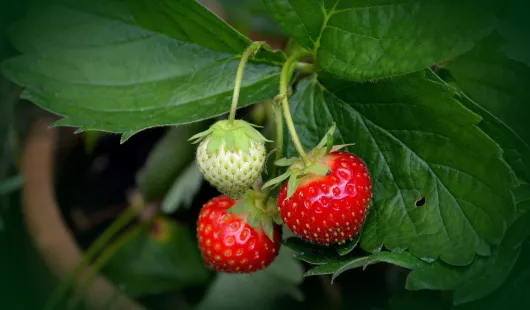 Fruits d'Orléans