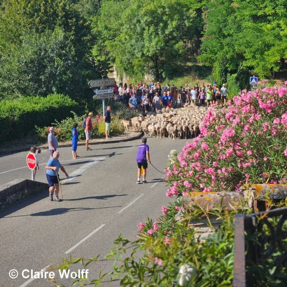 Transhumance_Montpezat-de-Quercy