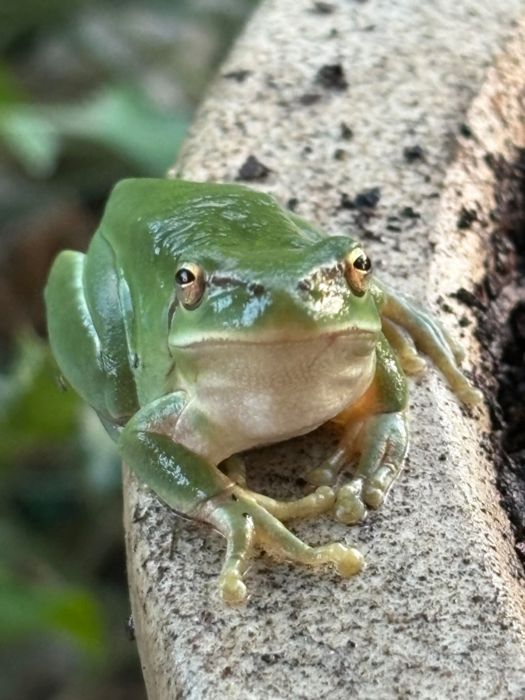 La Grenouille_Cazes-Mondenard