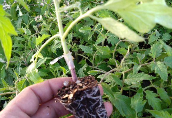 Potager de la Musiquette_Beaumont-de-Lomagne