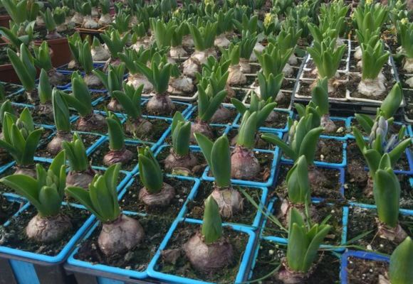 Portes ouvertes au Potager de la Musiquette_Beaumont-de-Lomagne