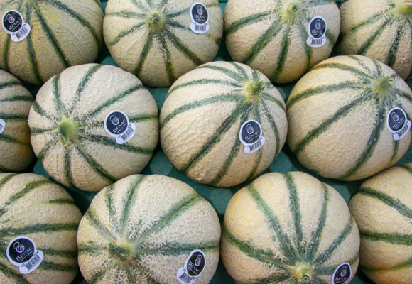 Melon le Bénac