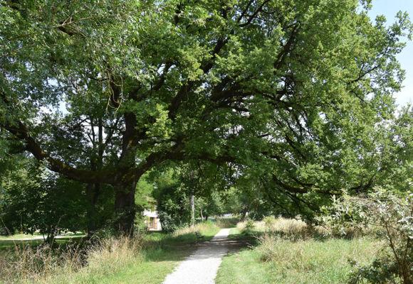 Les arbres, intérêts et plantation
