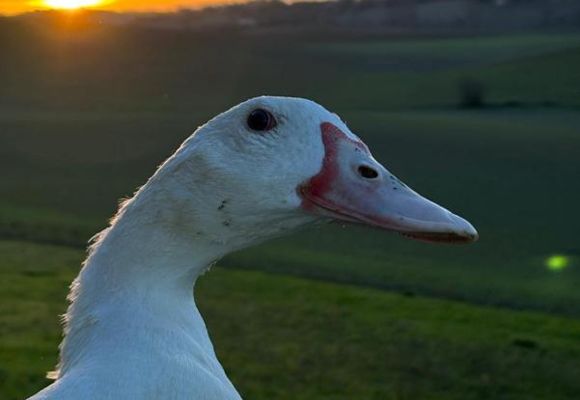 canards