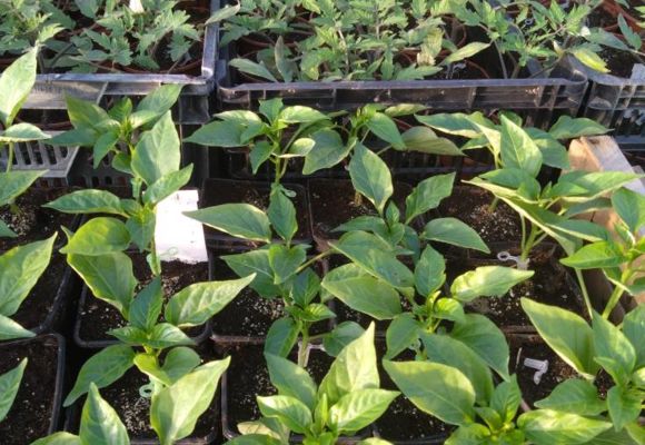 Portes ouvertes au Potager de la Musiquette_Beaumont-de-Lomagne