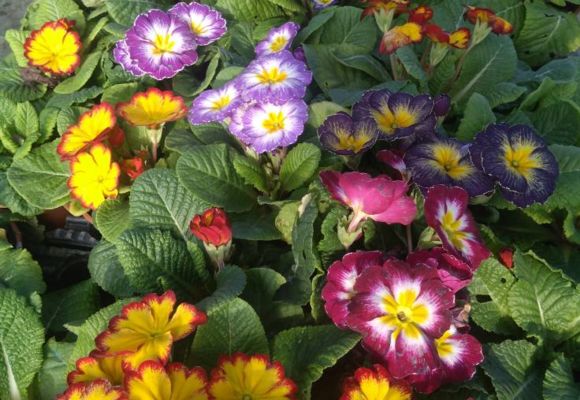 Portes ouvertes au Potager de la Musiquette_Beaumont-de-Lomagne