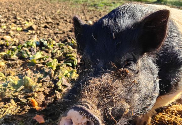 La Ferme des Utopies_L'Isle-Jourdain